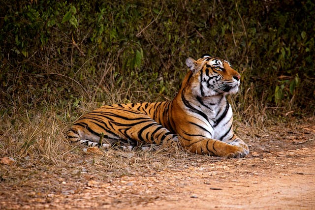 Ranthambore Tour